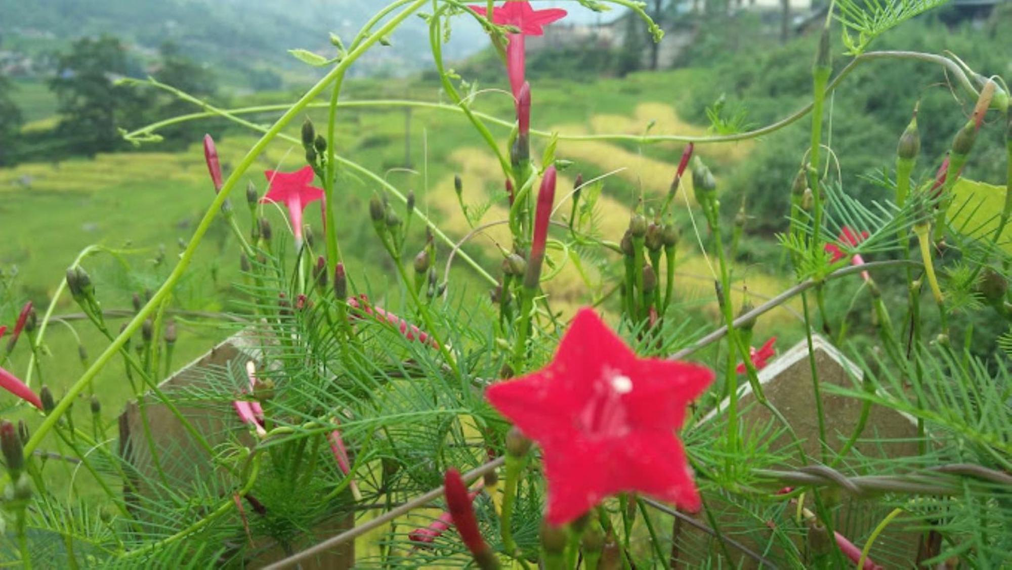 Nam Cang Homestay Lao Cai Exterior photo